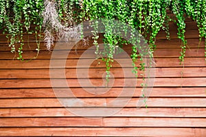 Green leaves of Dischidia nummularia plant hanging on wood wall photo