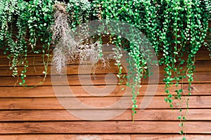 Green leaves of Dischidia nummularia plant on wood wall close up photo