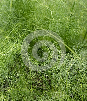 Green leaves of Dog fennel eupatorium capillifolium plant growing in the park