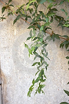Dolichandra unguis-cati climber vine close up photo