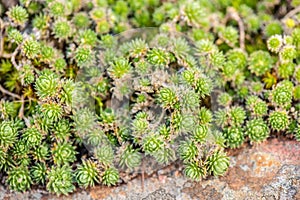 Green leaves of draba rigida photo