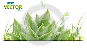 Green leaves and dragonfly isolated on white