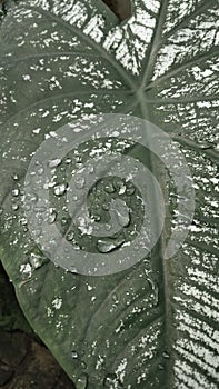 Green leaves dripping with raindrop