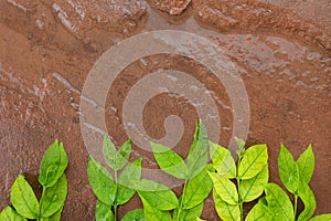 Green leaves drop on wet stone background