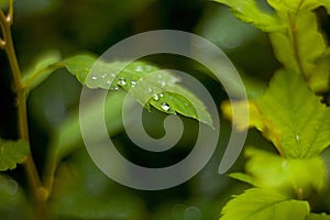 Green leaves with drops of dew after rain with a blurred background