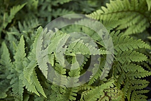 Green leaves of Dryopteris marginalis