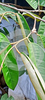 Green leaves of durian tree.