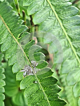 green leaves that are easy to grow in the jungles of Indonesia