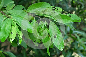 Green leaves eaten by pests , have holes