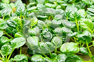 Green leaves of edenvia lettuce grown on a microfarm using the agroponic method