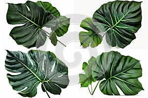 Green leaves of Elephant Ear or Giant Taro Alocasia species, tropical rainforest foliage garden plant isolated on white background