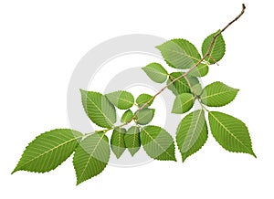 Green leaves of elm-tree