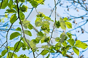 Green leaves on a elm tree