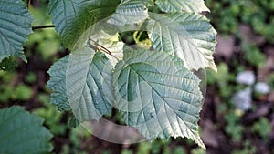 Green leaves of elm or Ulmus parvifolia close-up in sunlight