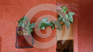 Green leaves English ivy evergreen vine indoor potted plant on orange color brick wall background