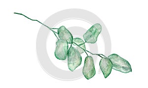 Green leaves, eucalyptus branch isolated on white background-watercolor illustration in vintage style
