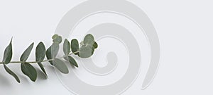 Green leaves eucalyptus branch with reflection on empty copy space wall. Light and shadow nature background