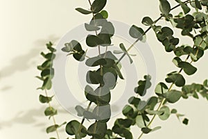 Green leaves eucalyptus branch with reflection on white wall. Light and shadow nature horizontal background