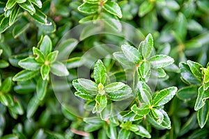 Green leaves Euonymus japonicus Microphyllus photo