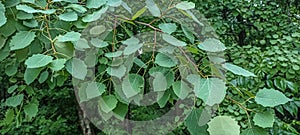 Green leaves of european aspen or cottonwood tree - Populus tremula