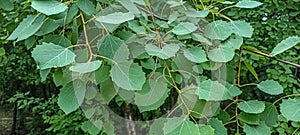 Green leaves of european aspen or cottonwood tree - Populus tremula