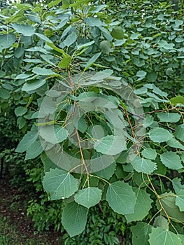 Green leaves of european aspen or cottonwood tree - Populus tremula