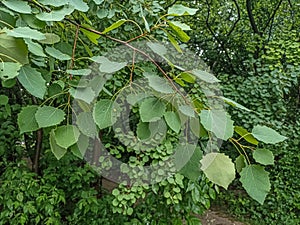 Green leaves of european aspen or cottonwood tree - Populus tremula