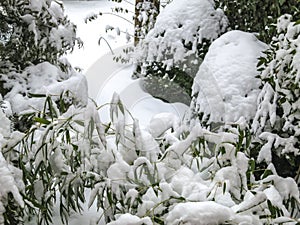 Green leaves of evergreen bamboo Phyllostachys aureosulcata are covered with snow.