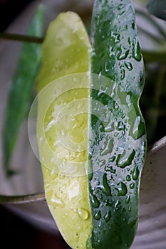 green leaves exposed to rain in the afternoon photo