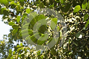 The green leaves of a false camphor tree, Cinnamomum glanduliferum