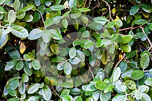 Green leaves of Feijoa sellowiana, Acca Sellowiana, feijoa, pineapple guava or guavasteen tree