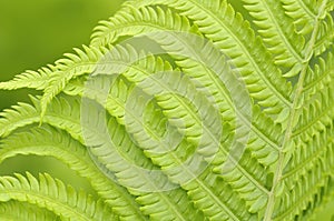 Green leaves of fern on background