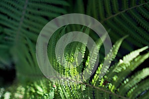 Green leaves of fern background. Creative layout made of green leaves. Nature concept and wallpaper