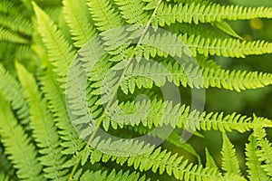 Green leaves of fern close up, natural abstract backgroundFresh green leaf of fern macro, close up, natural abstract background