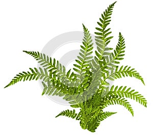 Green leaves of fern isolated on white