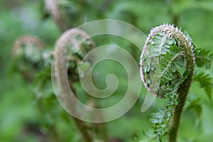 Green leaves of a fern opening