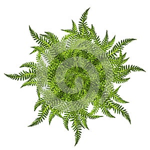 Green leaves of fern sun ornament symbol isolated on white