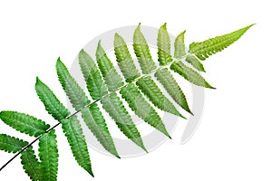 Green leaves fern tropical plant isolated on white background with clipping path