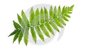 Green leaves fern tropical plant isolated on white background, path