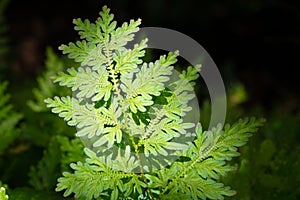 Green leaves fern tropical rain forest