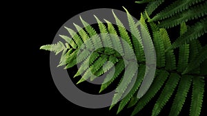 Green leaves fern tropical rainforest foliage plant on black background, clipping path included.