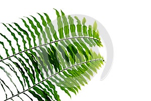 Green leaves fern tropical rainforest foliage plant nature leaf pattern isolated on white background, clipping path included