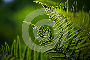 Green leaves of the Fern (Tracheophyta) on the blurred background photo