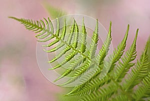 Leaves of a ferner with a blurred background