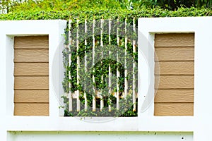 Green leaves ferns on the wall, Old walls with nature. Texture or background for presentation paper