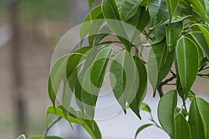 Green leaves of Ficus benjamina plant