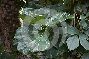 Ficus lyrata green foliage photo