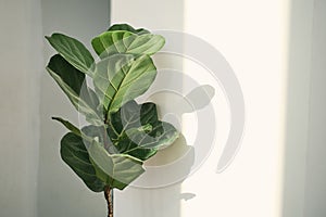 Green leaves of Fiddle Fig or Ficus Lyrata. Fiddle-leaf fig tree houseplant on white wall background,, Air purifying plants for