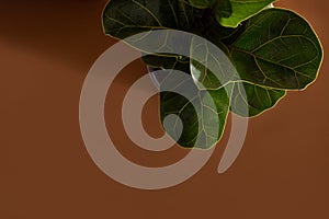 Green leaves of Fiddle Fig or Ficus Lyrata. Fiddle-leaf fig tree the popular ornamental tropical houseplant on brown