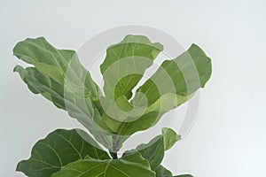 Green leaves of a Fiddle Leaf fig